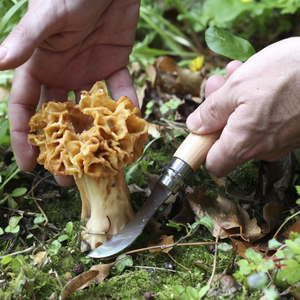 Opinel No.08 Stainless Steel Mushroom Knife